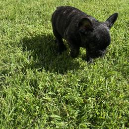 French Bulldog Puppies from Angie's French Bulldogs