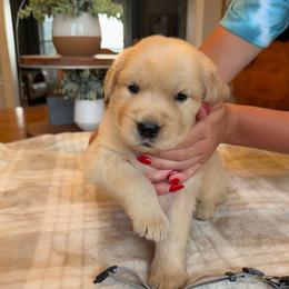 Gray boy - Golden male Golden Retriever puppy in Macy, Indiana from Macy Golden Meadows