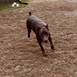 Doberman Pinscher puppies from Ivey League Doberman Kennels