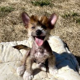Ripley - Sable male Chinese Crested puppy in Springfield, Oregon from Rose’s Chinese Cresteds
