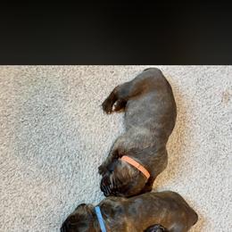 Second pick male - Chestnut brindle male Cane Corso puppy in Homestead, Florida from Sabal Palm Cane Corso