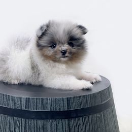 Pomeranian Puppies from Torrey Hills Poms
