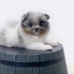 Pomeranian Puppies from Torrey Hills Poms