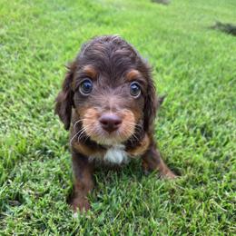 Mocha - Red phantom male Aussiedoodle puppy in Haleyville, Alabama from The Cuddly Dood Ranch