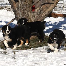 Australian Shepherd Puppies from Sliding S Australian Shepherds