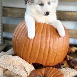 Pomskies from Golden gate kennels