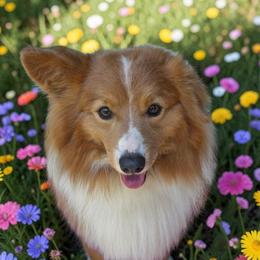 Arnold - Pembroke Welsh Corgi