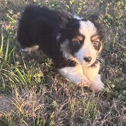 Tri fluffy - Black and tan male American Corgi puppy in Carthage, Texas from Rafter C Ranch Doxies