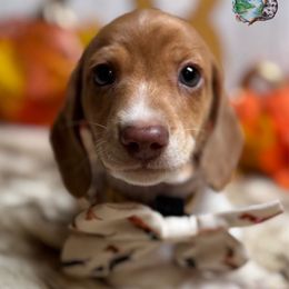 Banjo - Piebald male Dachshund puppy in Fayetteville, West Virginia from Loop Creek Dachshunds