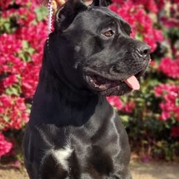 Cane Corso All Grown Up from Lisa Day's Cane Corso