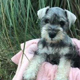 Miniature Schnauzers from Faith Farm Miniature Schnauzers