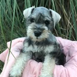Miniature Schnauzers from Faith Farm Miniature Schnauzers