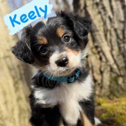 Keely (Male 3) - Black tri-color male Aussiedoodle puppy in South Central, Pennsylvania from Windy Hills Mini Aussies & Doodles