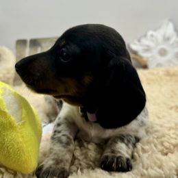 Joanne - Piebald female Dachshund puppy in Rio Linda, California from Destiny's Mini Doxies