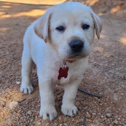 Labrador Retriever Puppies from Labrador Trails