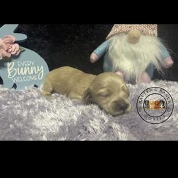 F2 cream red - Cream female Dachshund puppy in Carthage, Texas from Rafter C Ranch Doxies