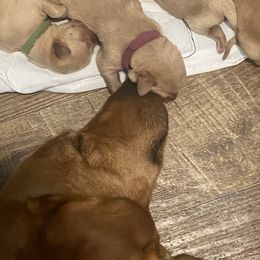 Labrador Retriever Puppies from Daisy Hill Farm