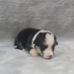 Green Collar Female - Black and tan female Pembroke Welsh Corgi puppy in Tenino, Washington from LoneStar Corgis NW