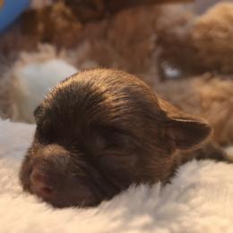 Teddy Graham - Brown male Mal-Shi puppy in Apollo Beach, Florida from Gemstone Exclusive Pups of Florida