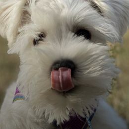 Miniature Schnauzers and Shih Tzus from Farmview Puppies