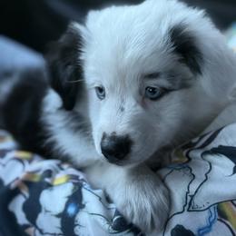 Miniature Australian Shepherd Puppies from Peace Creek Aussies