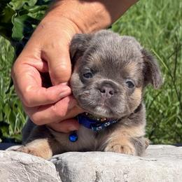 Danny - Tricolors male French Bulldog puppy in Palm Coast, Florida from Calypso Island French Bulldogs