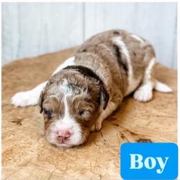 Boy 2 - Red merle male Aussiedoodle puppy in Arlington, Washington from Doodle Love Laugh