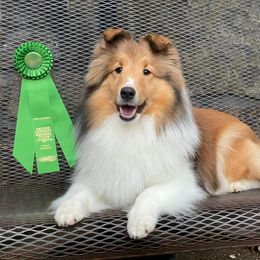 GCH CH Kiss CGC FDC TKN - Shetland Sheepdog