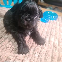 Puppy 2 - Black and white female Shih Tzu puppy in Belleville, Michigan from Patricia's Heavenly Earth Angels