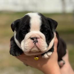 Panda - Brindle female Bulldog puppy in Quinlan, Texas from Wright Way Retrievers