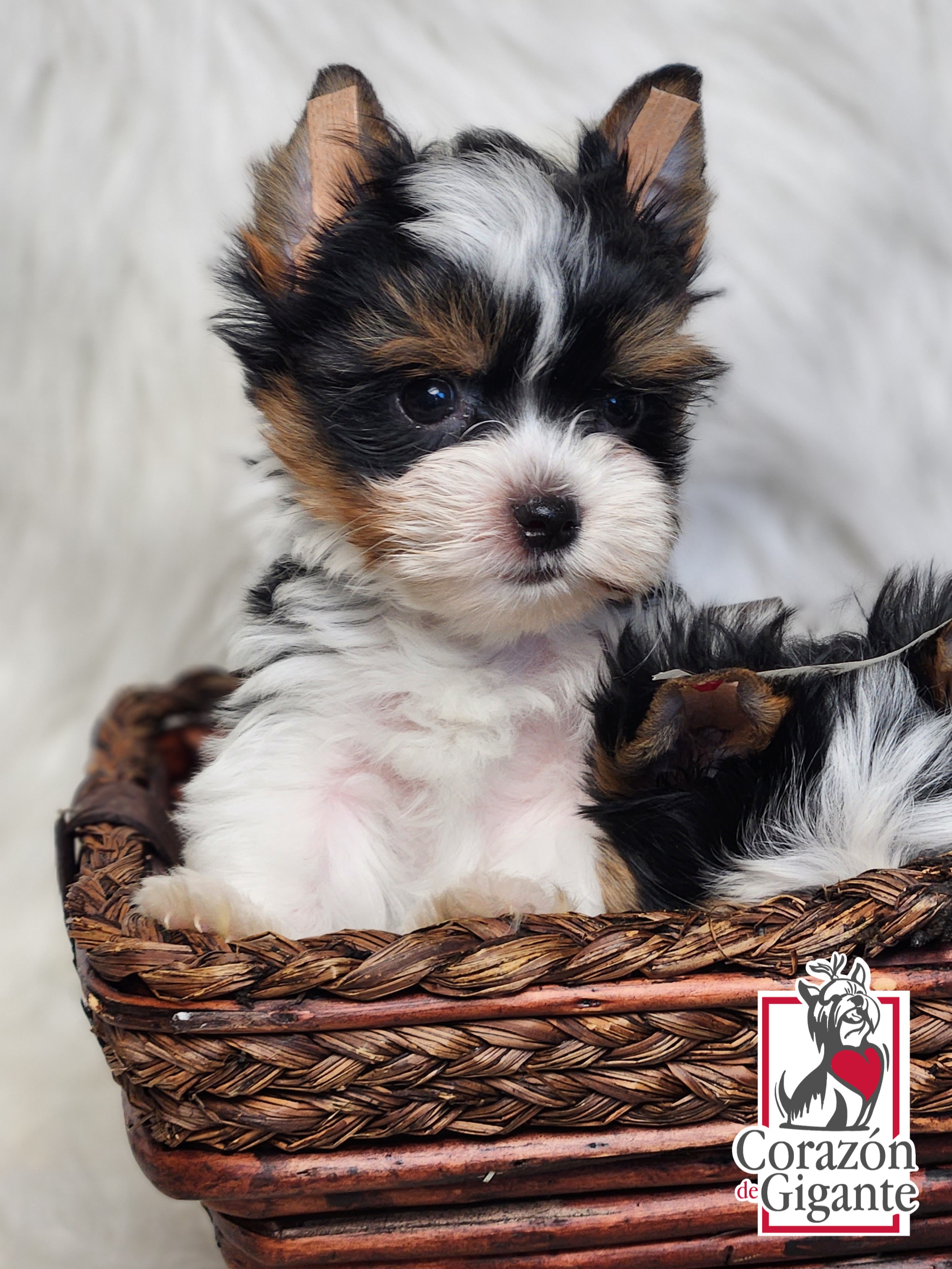 Biewer Terrier and Yorkshire Terrier Puppies from Corazón de gigante