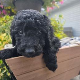 Texas - Black and white male Aussiedoodle puppy in Blackfoot, Idaho from Draper Mountain Doodles
