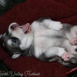 Siberian Husky Puppies from North Valley Huskies