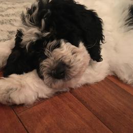 Bernedoodle and Poodle Puppies from Sunset Family Farm