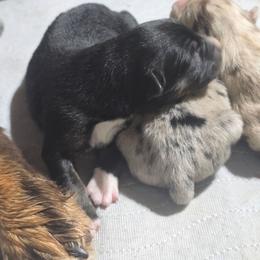 Black tri (with tail) - Black tri-color female Australian Shepherd puppy in Rainsville, Alabama from Chaparro Farm