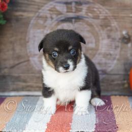 Ember - Black and tan female Pembroke Welsh Corgi puppy in Bedford, Indiana from Sunny Acres Corgis