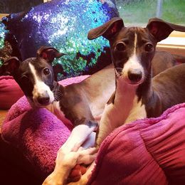 Italian Greyhound Puppies from Divine Italian Greyhounds