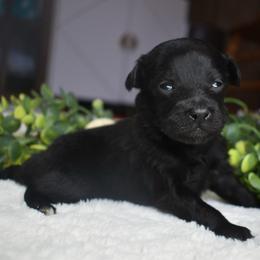 Molly - Black and white female Aussiedoodle puppy in Angola, Indiana from Classic City Doodles