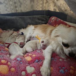 Yellow (TBA) - Cream and white female Chihuahua puppy in Jacksonville, Florida from Precious Paws of Florida - Chihuahuas