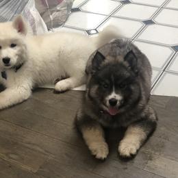 Siberian Husky Puppies from Addison Grove Huskies