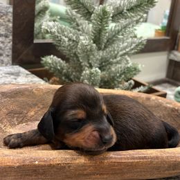 Gravy - Red male Dachshund puppy in Dobson, North Carolina from Oakleys Dachshund Haven