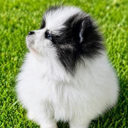 Max - Black parti male Pomeranian puppy in Rhome, Texas from TyeDye Kennels