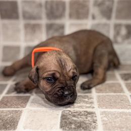Orange Collar - Chestnut brindle female Cane Corso puppy in Catawba, North Carolina from Catawba Cane Corso