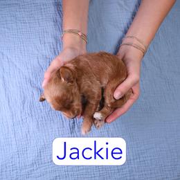 Jackie - Red  male Goldendoodle puppy in Calhoun, Georgia from Happy Top Doodles