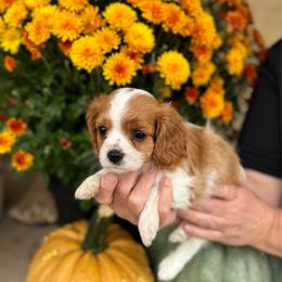 Bronco - Blenheim male Cavalier King Charles Spaniel puppy in Vaughn, Montana from Alpine Cavaliers