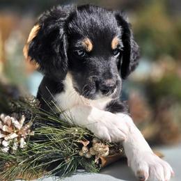 Elvis - Black male Double Doodle puppy in Prescott Valley, Arizona from Ramirez Family Doodles