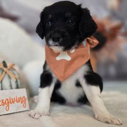 Elvis - Black male Double Doodle puppy in Prescott Valley, Arizona from Ramirez Family Doodles