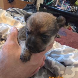 Mocha - Fawn brindled black male Chihuahua puppy in Bethlehem, Pennsylvania from Steel City Exotics