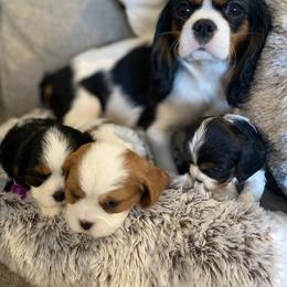 Cavalier King Charles Spaniel Puppies from SHANNON'S CAVALIERS