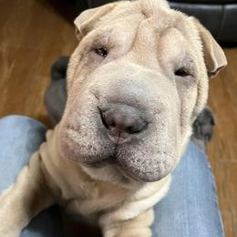 Chinese Shar-Pei from Wrinkle in time